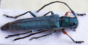 Blaugrüner Walzenhalsbock (Phytoecia caerulea)