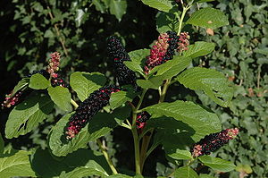 Indische Kermesbeere (Phytolacca acinosa) - Fruchtstand