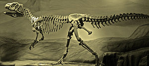 Skelettrekonstruktion von Piatnitzkysaurus