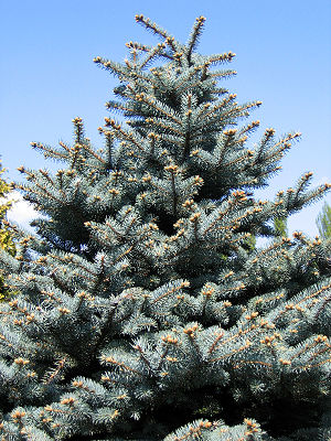 Blau-Fichte (Picea pungens 'Glauca')