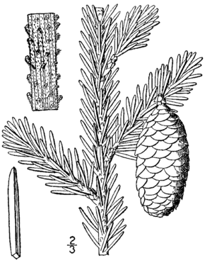 Amerikanische Rot-Fichte (Picea rubens), Zeichnung