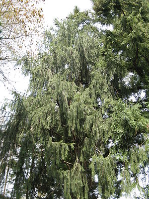 Himalaya-Fichte (Picea smithiana)