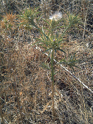 Picnomon acarna Plant CampodeCalatrava.jpg