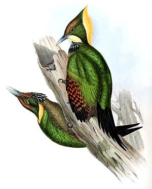 Gelbnackenspecht (Paar, rechts das Männchen)