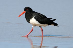 Pied Oystercatcher.jpg