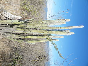 Pilosocereus quadricentralis.jpg