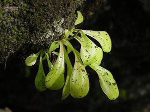 Sommerrosette von Pinguicula laxifolia