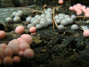 Blutmilchpilz (Lycogala epidendrum)