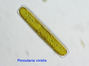 Pinnularia viridis