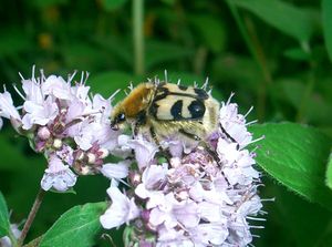 Gebänderter Pinselkäfer (Trichius fasciatus) auf Dostblüten