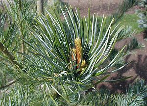 Mädchen-Kiefer (Pinus parviflora), Foto
