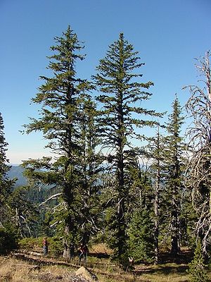 Fuchsschwanz-Kiefer (Pinus balfouriana)