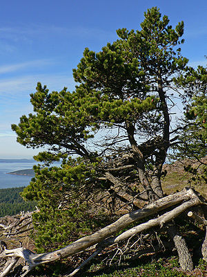 Küsten-Kiefer (Pinus contorta subsp. contorta)