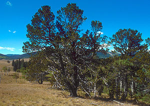 Biegsame Kiefer (Pinus flexilis)