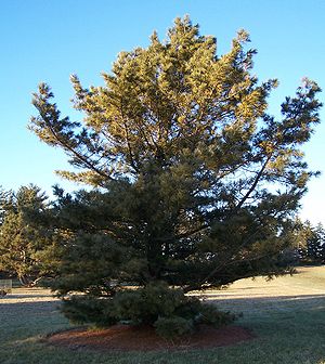 Korea-Kiefer (Pinus koraiensis)