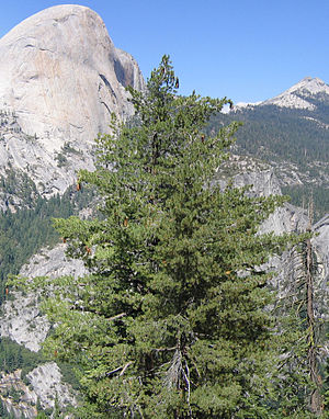 Zucker-Kiefer (Pinus lambertiana)