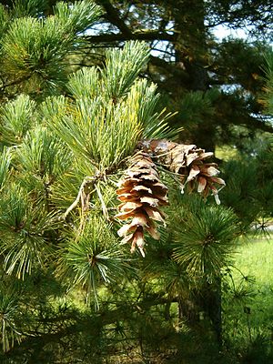 Pinus peuce ConesLeaves BotGardBln0906.JPG