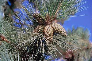 Gelb-Kiefer (Pinus ponderosa), Zapfen.