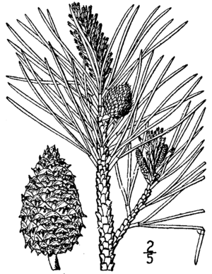 Pech-Kiefer (Pinus rigida), Zeichnung