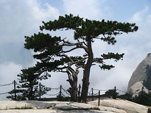 Pinus tabuliformis Hua Shan3.jpg