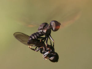 Pipunculidae Diptera