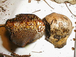 Gemeiner Erbsenstreuling (Pisolithus arhizus), links im Längsschnitt