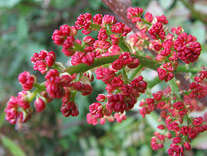Blütenstand einer männlichen Terpentin-Pistazie (Pistacia terebinthus)