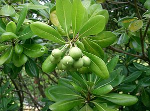Chinesischer Klebsame (Pittosporum tobira) mit Früchten