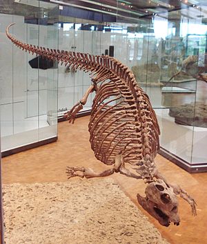Placodus, Skelettrekonstriktion im Staatlichen Museum für Naturkunde Stuttgart