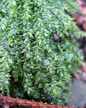 Plagiothecium succulentum