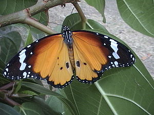 Kleiner Monarch (Danaus chrysippus), ♂