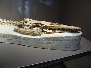 Fossil von Plioplatecarpus houseaui im Royal Belgian Institute of Natural Sciences.
