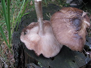 Schwarzschneidiger Dachpilz (Pluteus nigrofloccosus)