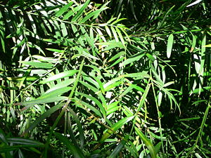 Podocarpus gracilior1.jpg
