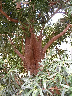 Breitblättrige Steineibe (Podocarpus latifolius)