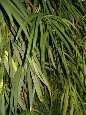 Großblättrige Steineibe (Podocarpus macrophyllus), Blätter.