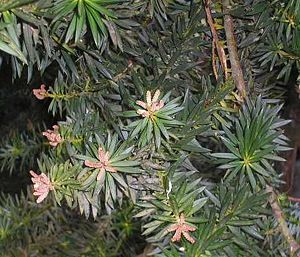 Blätter und männliche Zapfen von Podocarpus nubigenus.