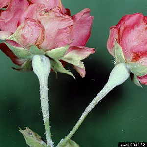 Echter Rosentaupilz (Podosphaera pannosa) auf Rosa sp.