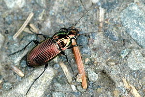 Kupferfarbener Buntgrabläufer (Poecilus cupreus)