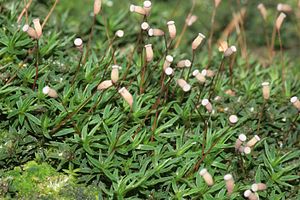 Pogonatum aloides (c, 150151-481738) 2022.jpg