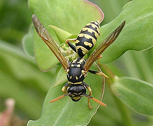 Polistes gallicus