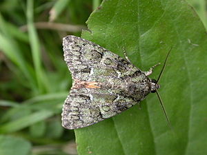 Polyphaenis sericata 1.jpg