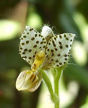 Ponthieva maculata