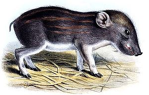 Zwergwildschwein (Zeichnung aus Smit, 1885)