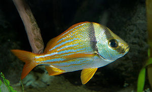 Porkfish Anisotremus virginicus.jpg