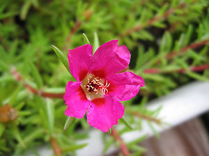 Portulakröschen (Portulaca grandiflora), Blüte