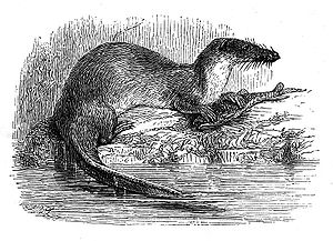 Große Otterspitzmaus (Potamogale velox)