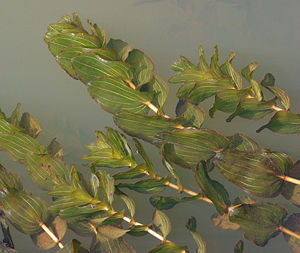 Durchwachsenes Laichkraut (Potamogeton perfoliatus)