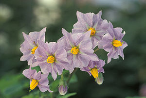 Blüten der Kartoffel (Solanum tuberosum)