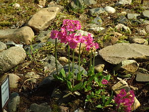 Rosen-Primel (Primula rosea)